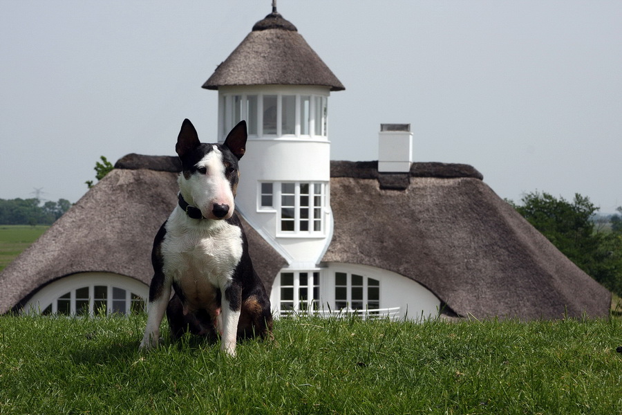 Miniatur Bullterrier aus Wuppertal NRW "of Slanting Shore" Unsere